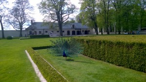 kozłówka1